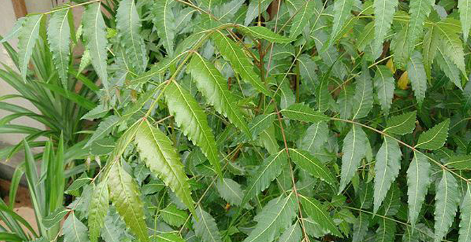 neem-leaves
