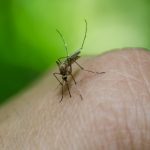 Malaria causes, symptoms and prevention
