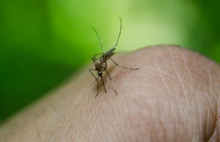 Malaria causes, symptoms and prevention