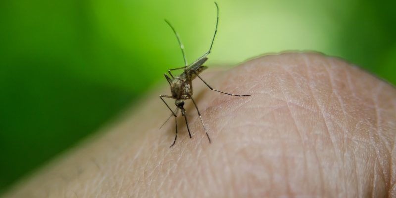 Everything You Need to Know About Malaria