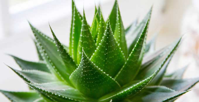 Aloe Vera- Wonders of the spiky green plant - GOQii