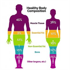 body composition is determined by what two things