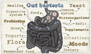 Gut_bacteria_heath