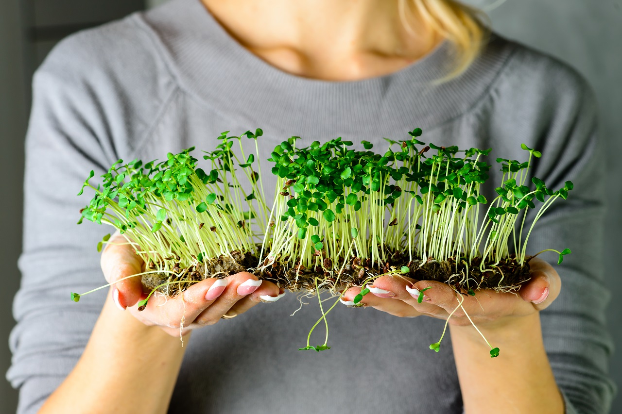 Your Guide to Growing Microgreens - GOQii