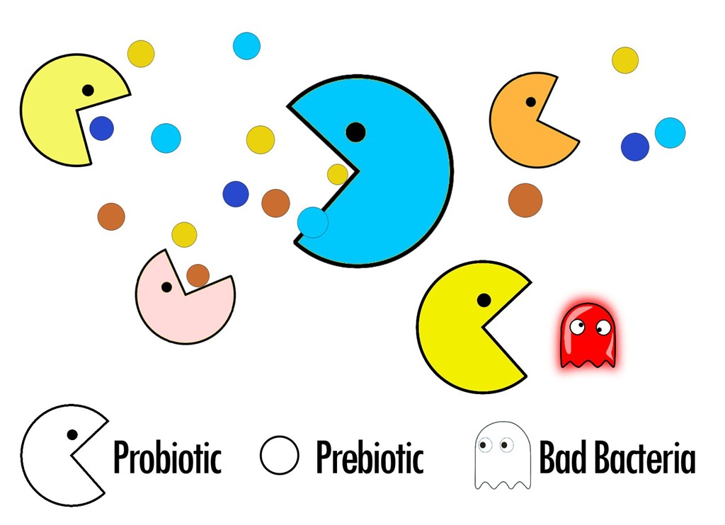 What are Prebiotic and Probiotic bacteria?... And their effect on human