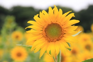 sunflower-1679504 copy (1)